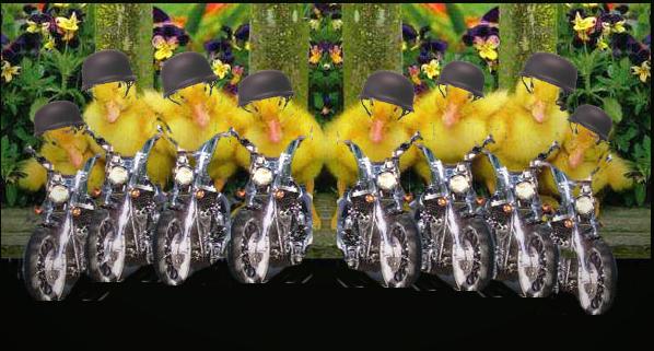 ChicksOnBikes